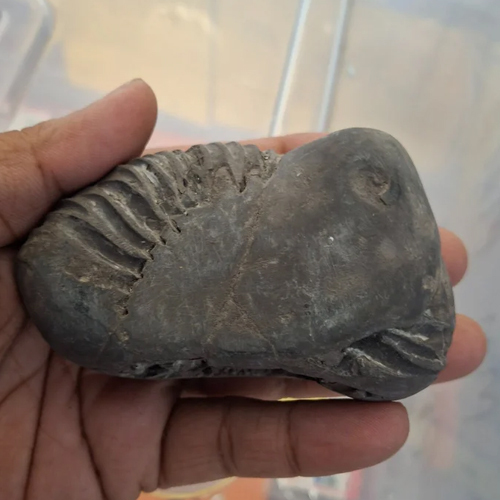 Matsya Shaligram