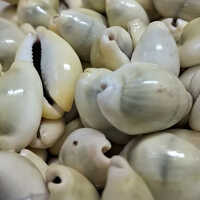 White Natural Seashells - Standard Size, Eye Shape, Pure White Color | Hand-built Elegant Indoor Decor With Hinduism Theme