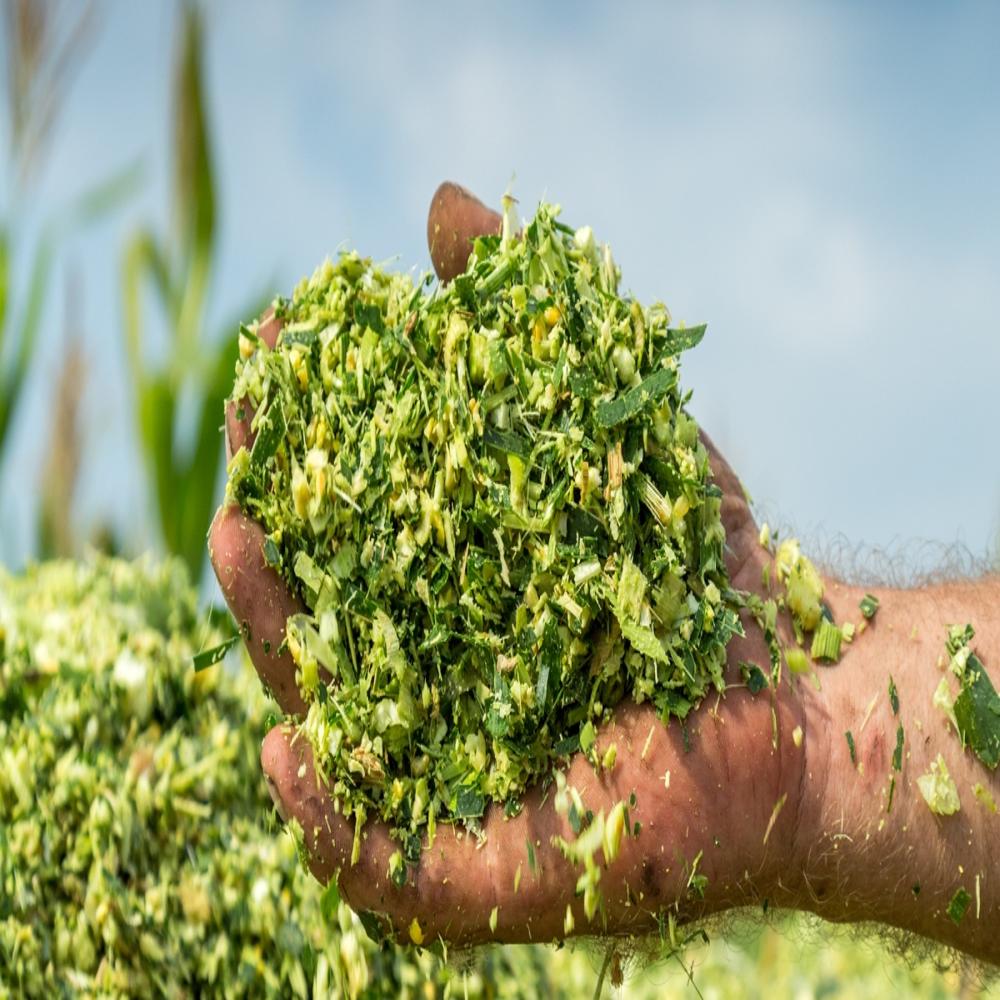 50 Kg Corn Silage - Color: Natural