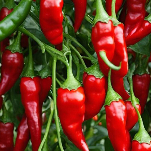 Sijenta Red Chilli
