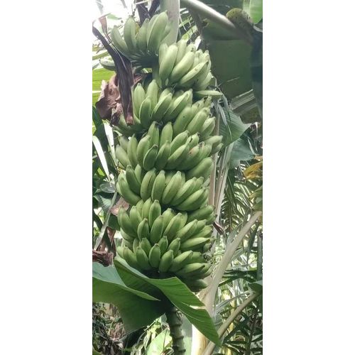 Fresh Green Bananas