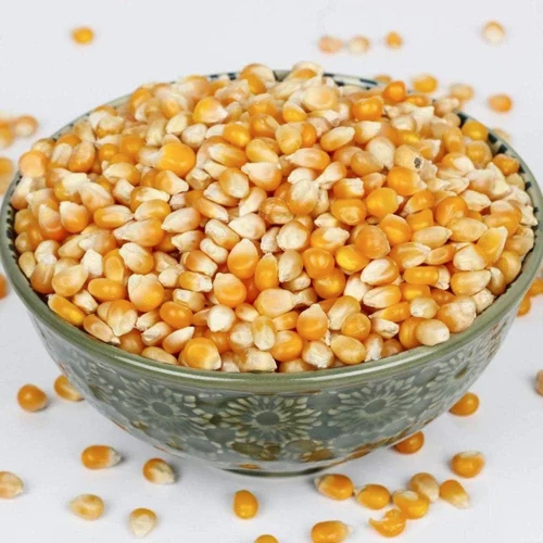 Yellow Maize Seeds - Cultivation Type: Common