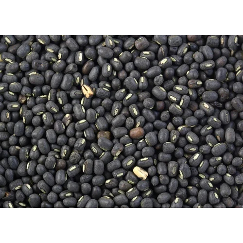 Black Gram Urad Dal - Cultivation Type: Common