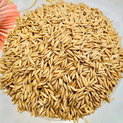 Dried Brown 1064 Paddy Rice - 99% Purity, Hard Texture, 12 Months Shelf Life | Common Brown Cultivation