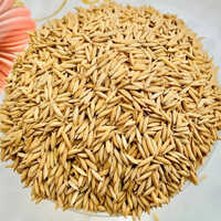 Dried Brown 1064 Paddy Rice