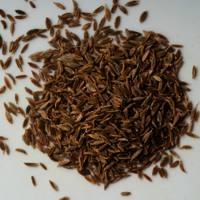 Cumin Seed