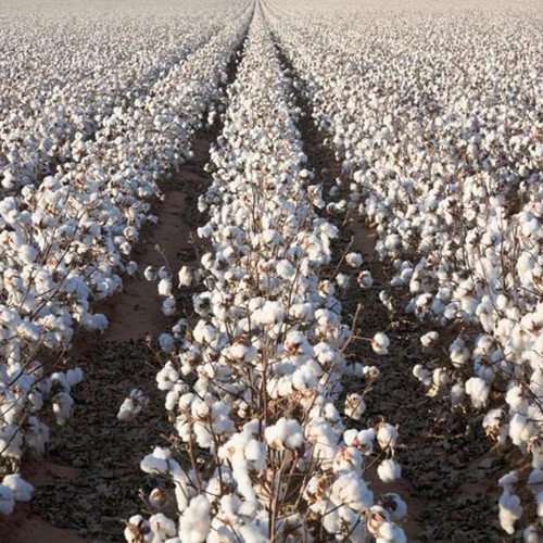 Raw Cotton