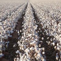 Raw Cotton