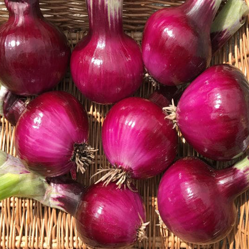 Red Onion - Moisture (%): 85% To 90%