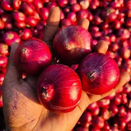 Red Onion - Moisture (%): 85% To 90%
