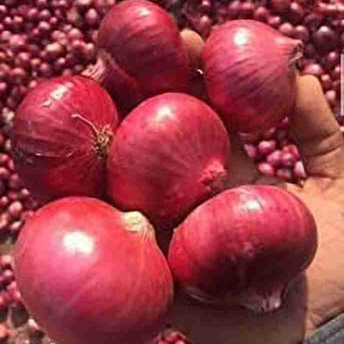 Red Onion - Moisture (%): 85% To 90%