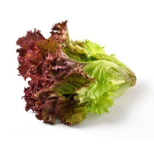 Red Lettuce - Preserving Compound: Storing Both The Ziplock Or Vacuum-Sealed Bags Flat In The Freezer