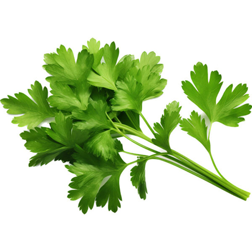 Fresh Parsley