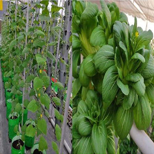 Hydroponic Farm Setup - Cultivator Type: 3 Prong Cultivator