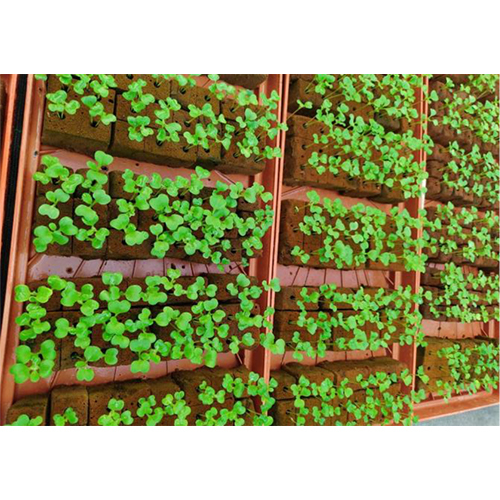 Hydroponic Farm Setup - Cultivator Type: 3 Prong Cultivator