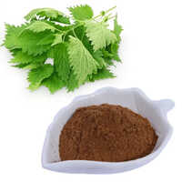 Urtica Dioica Extract - Product Type: Herbal Product