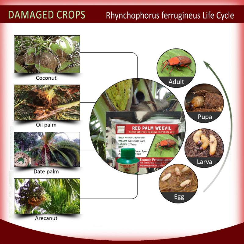 Rhynchophorus Ferrugineus - Red Palm Weevil