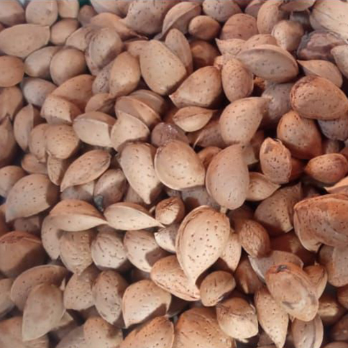 Almond With Shell