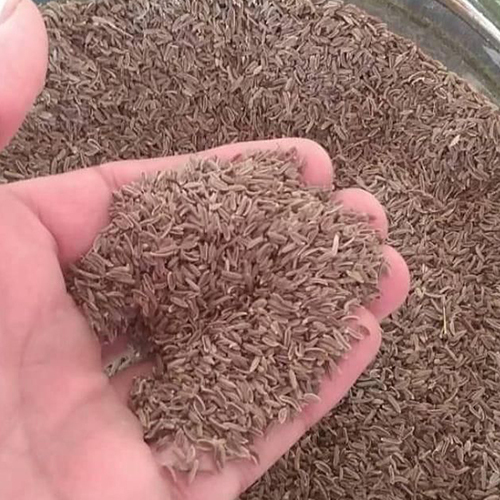 Kashmiri Shahi Jeera - Color: Brown