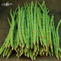 Drum Sticks