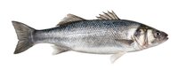 Fresh Fish
