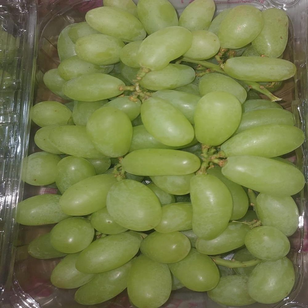 INDIAN GRAPES