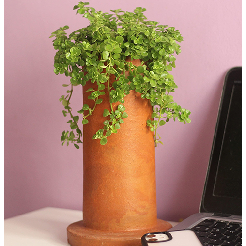 Terracotta Planters - Color: Brown