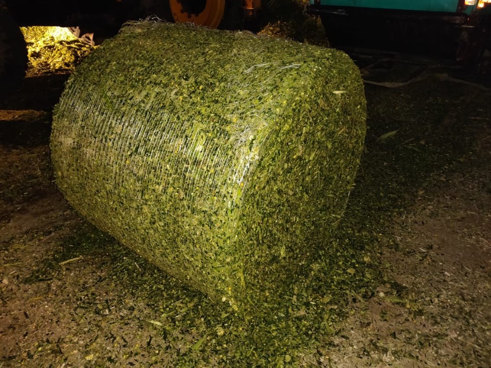 Corn Silage - Color: Green