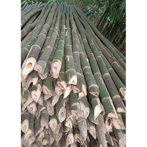24 Feet Bullet Bamboo Sticks