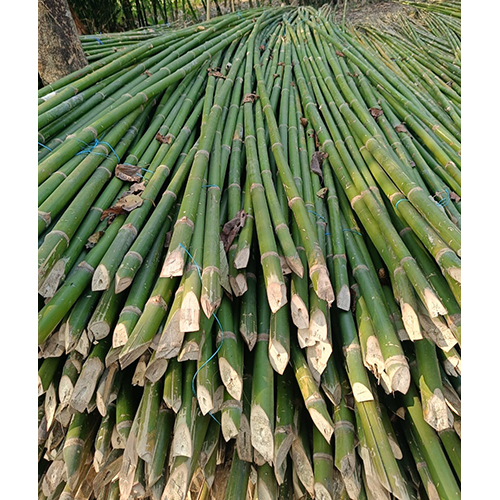 30 Feet Murli Bamboo Sticks