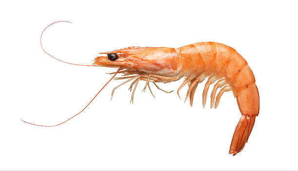 Raw Shrimp - Grade: Food Grade