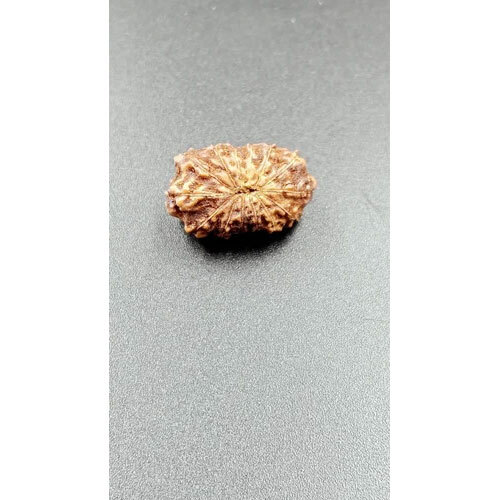 14 Mukhi Indonesian Rudraksha - Occasion: Traditional