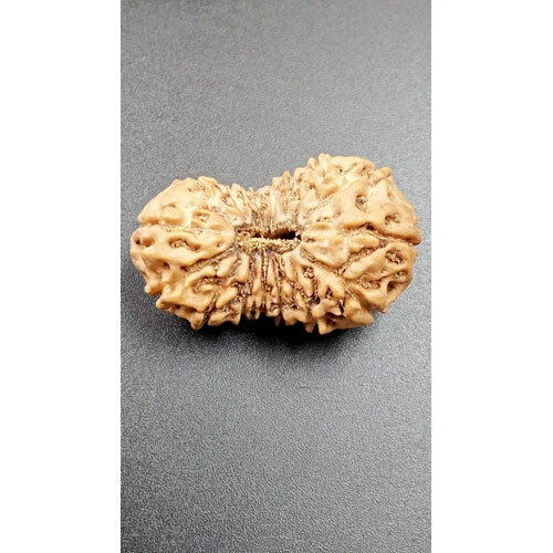 16 Mukhi Indonesian Rudraksha - Occasion: Traditional