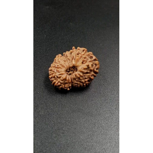 18 Mukhi Indonesian Rudraksha - Occasion: Traditional