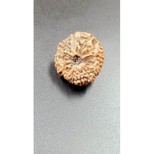 16 Mukhi Indonesian Rudraksha - Occasion: Traditional