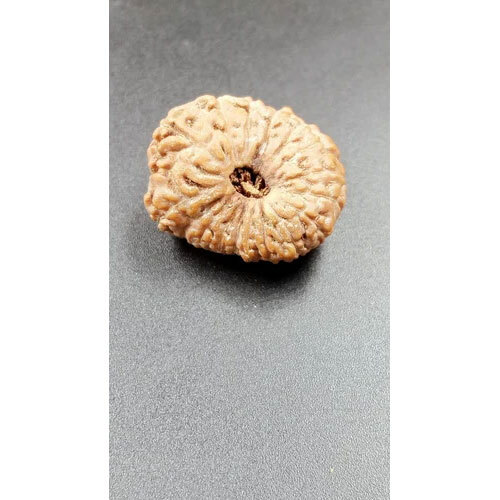 Lab Certified 18 Mukhi Indonesian Rudraksha