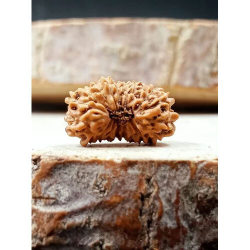 19 Mukhi Indonesian Rudraksha - Occasion: Traditional