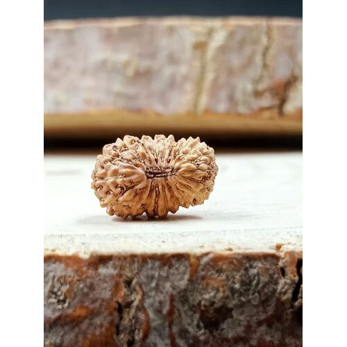 20 Mukhi Indonesia Rudraksha - Occasion: Traditional