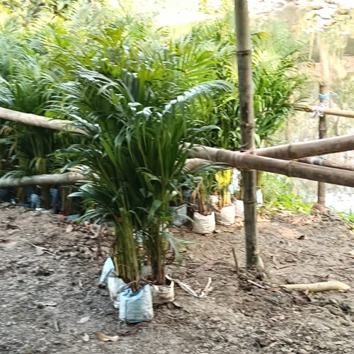 Areca Palm - Breed: Different Available