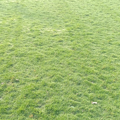 Barumunda Grass Carpet - Breed: Different Available