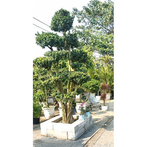 Natural Bonsai Plant - Breed: Different Available