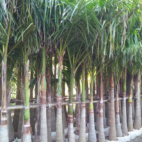 Natural Bottle Palm Tree - Breed: Different Available