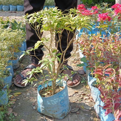 Chinese Tagore Plant