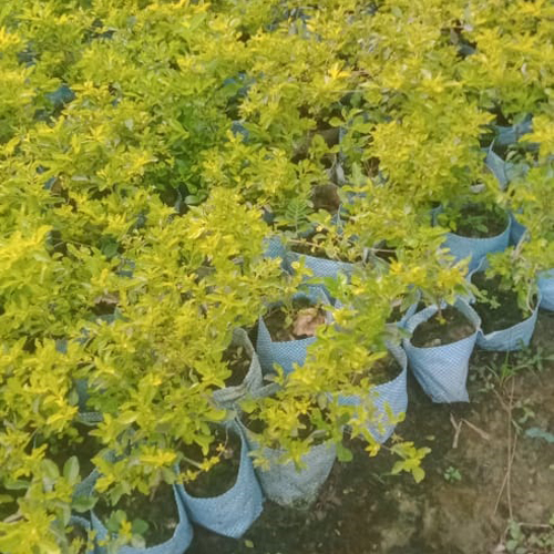 Natural Golden Duranta Hedge Plant - Breed: Different Available