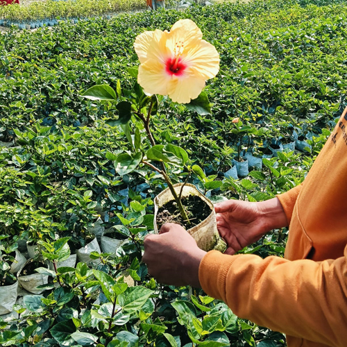 Natural Hibiscus Plant - Breed: Different Available