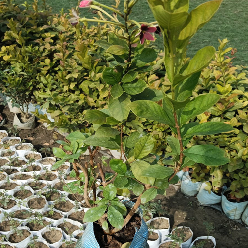 Natural Modhumati Plant - Breed: Different Available