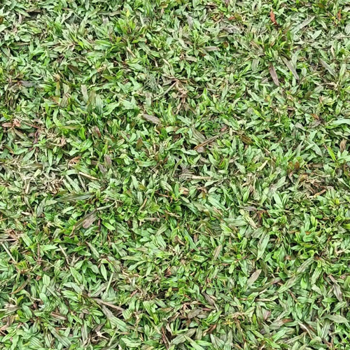 Natural Belet Carpet Grass - Breed: Different Available