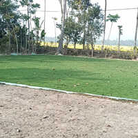 Natural Selection No 1  Grass - Breed: Different Available