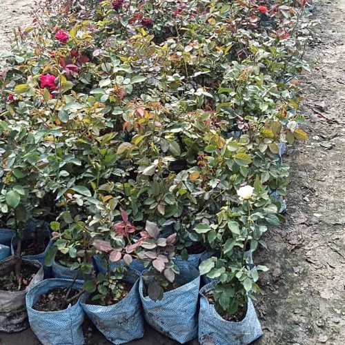 Rose Plant - Breed: Different Available