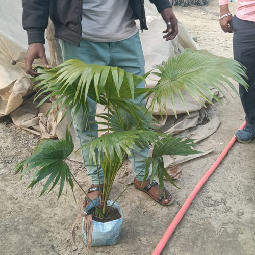 Chinese Palm Plant